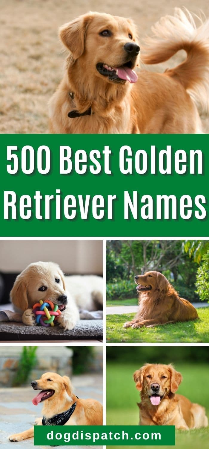 Golden Retriever Names: 500 Best Names (Updated 2022) - Dog Dispatch