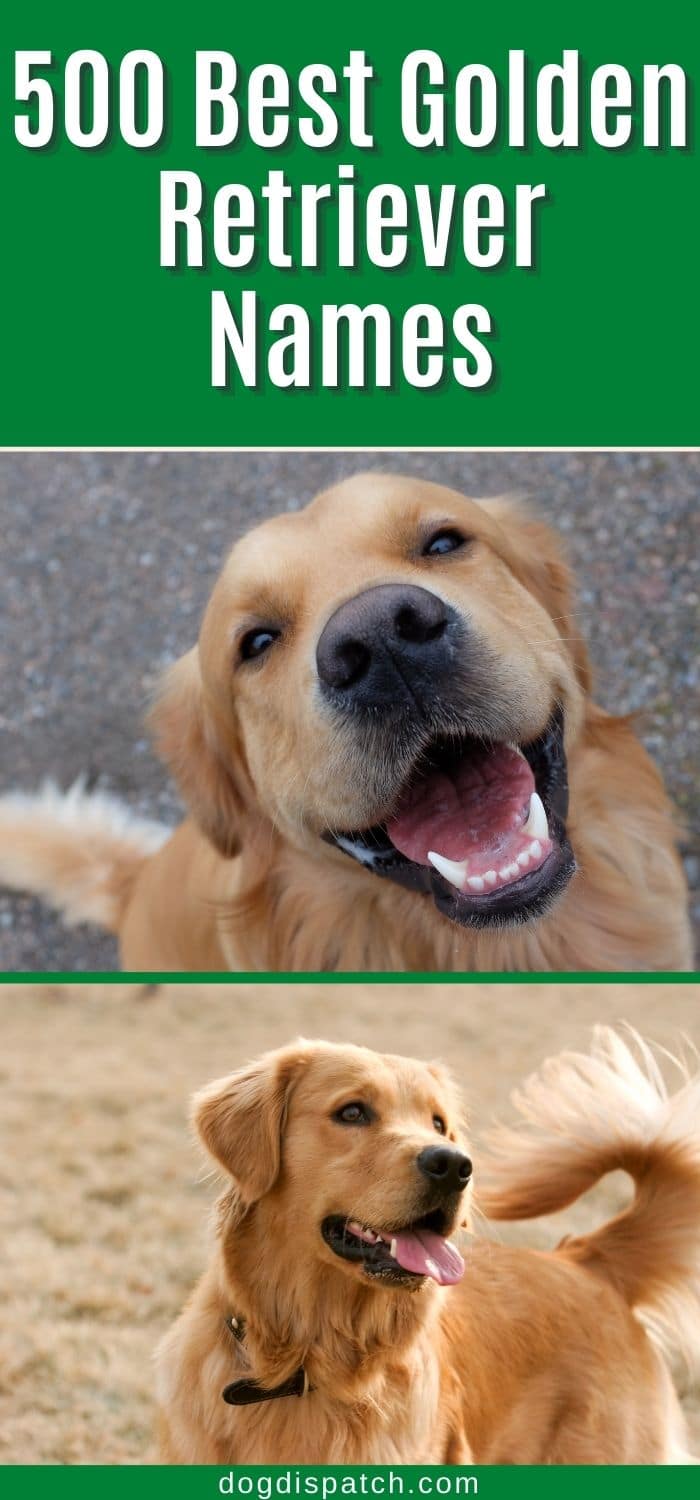 Golden Retriever Names: 500 Best Names (Updated 2022) - Dog Dispatch