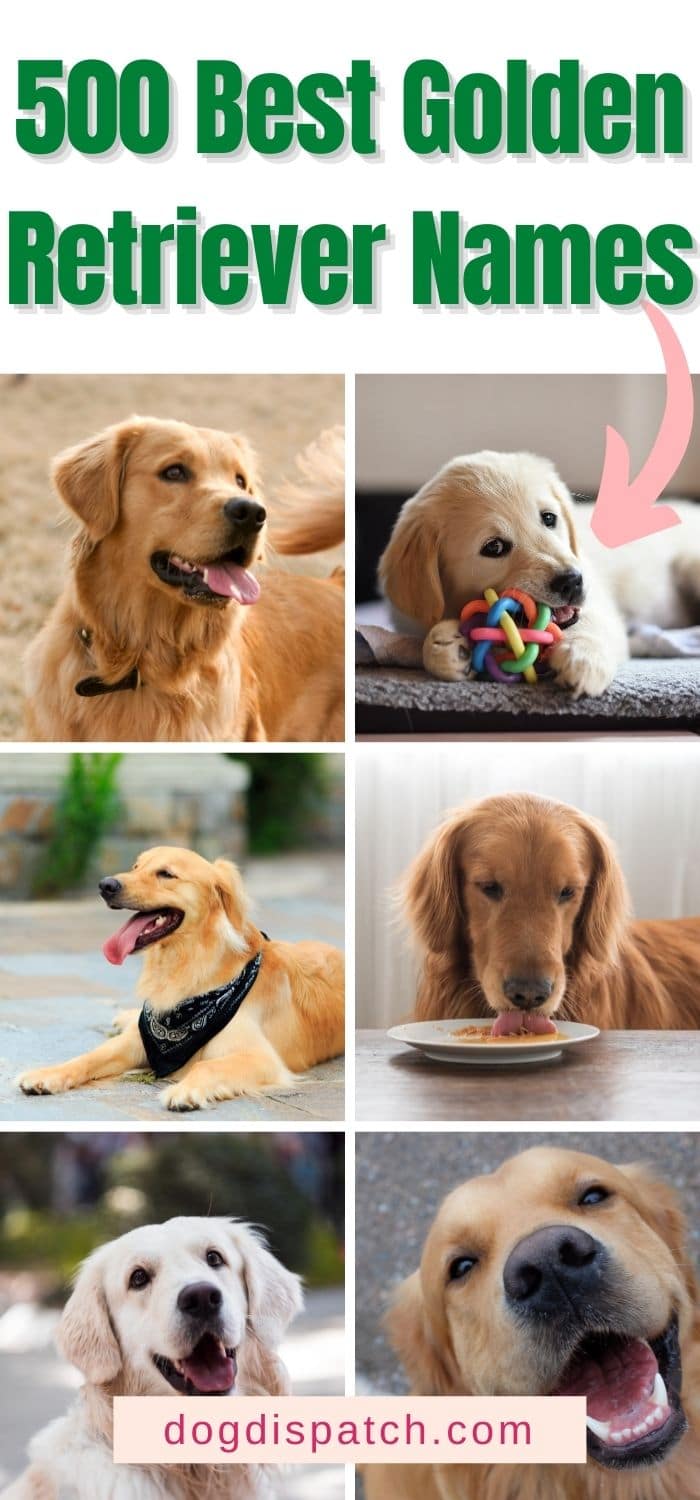 Golden Retriever Names: 500 Best Names (Updated 2022) - Dog Dispatch