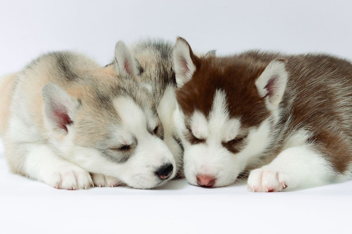 Husky puppies sleeping