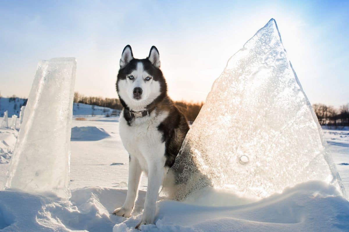 Husky posing near ice
