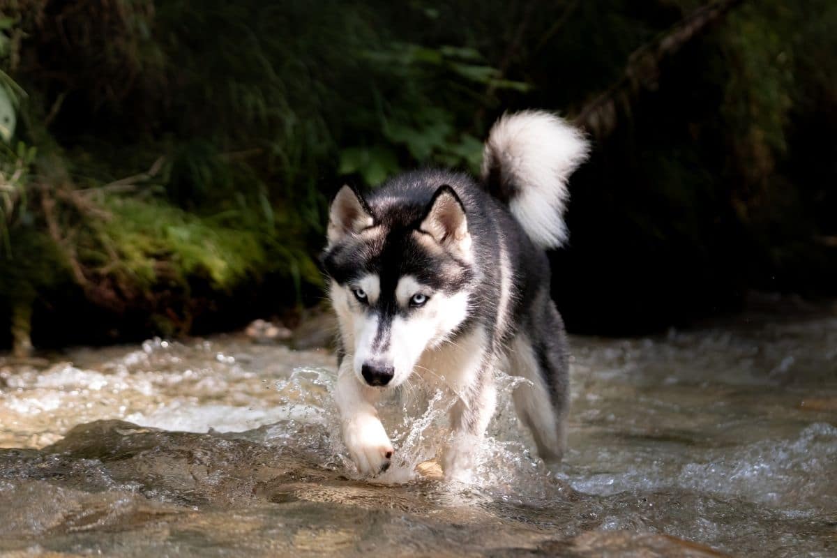 Husky crossing the river