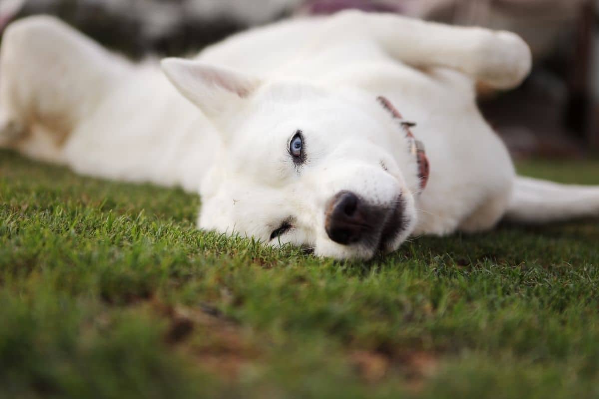 White Husky lying on grass