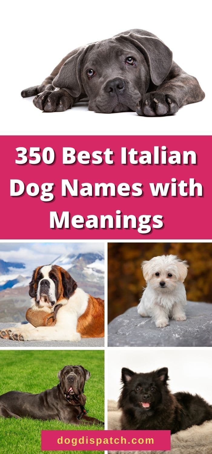 Cute Italian Dog Names For A Girl