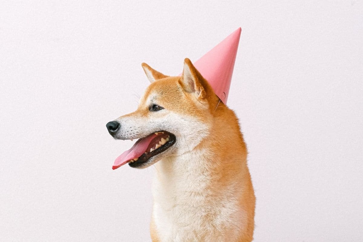 Shiba Inu with party hat