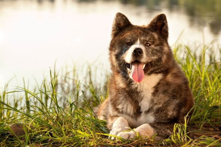 300 Best Japanese Dog Names with Meanings (Updated 2022) - Dog Dispatch