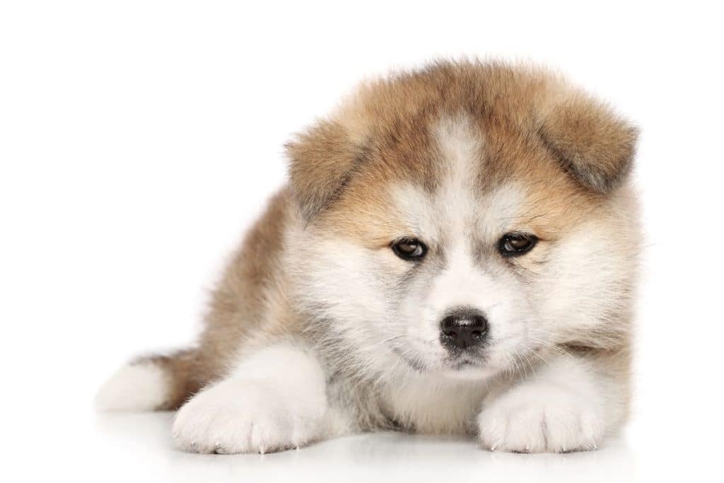 300-best-japanese-dog-names-with-meanings-updated-2022-dog-dispatch