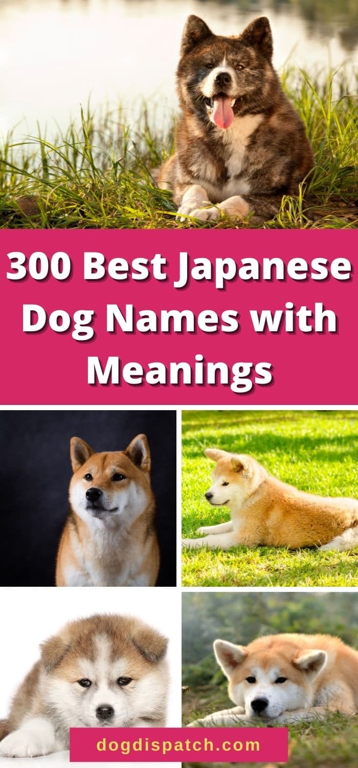 300 Best Japanese Dog Names with Meanings (Updated 2022) - Dog Dispatch