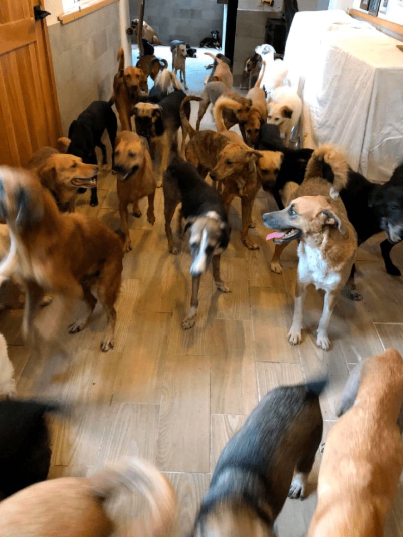 Man saves 300 shelter dogs 3