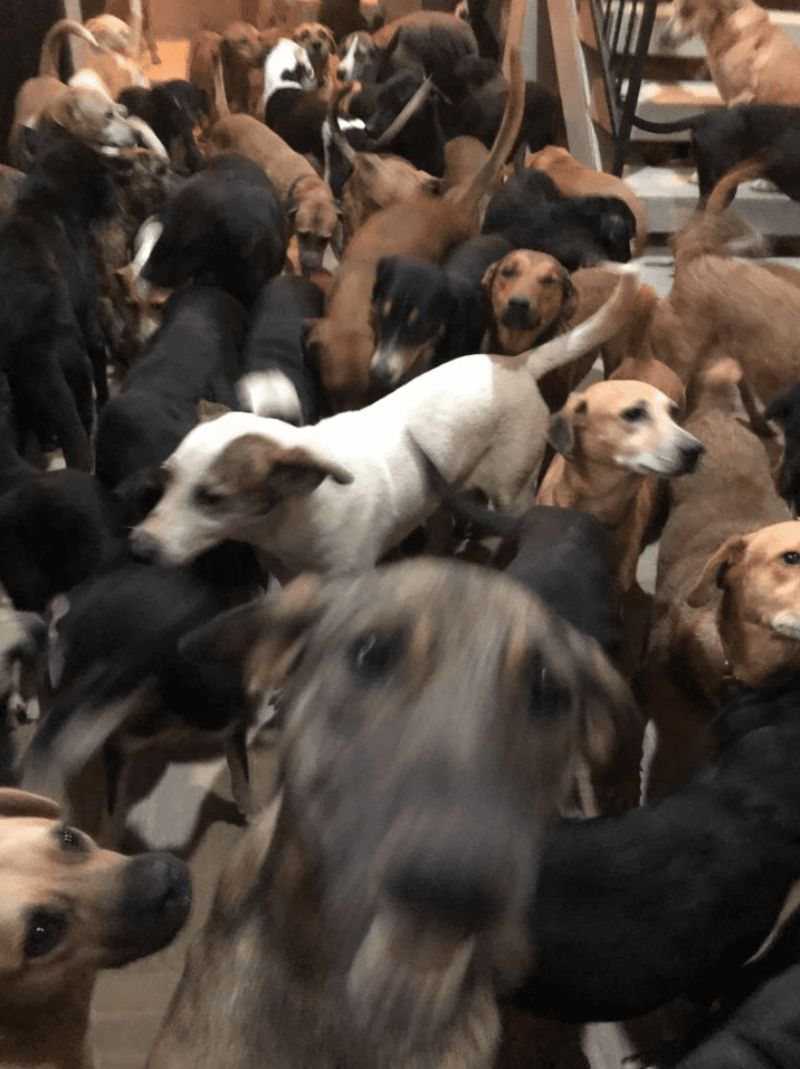 Man saves 300 shelter dogs 4