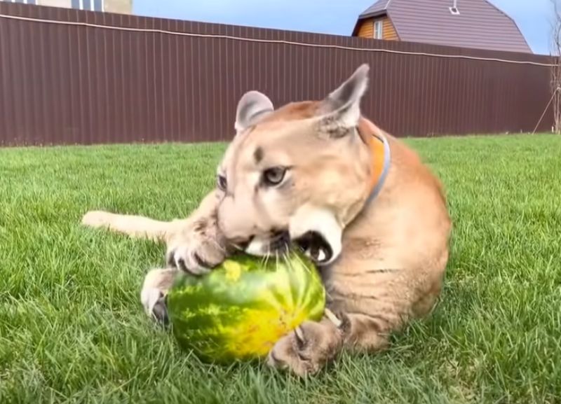 Messi the puma eating watermelon