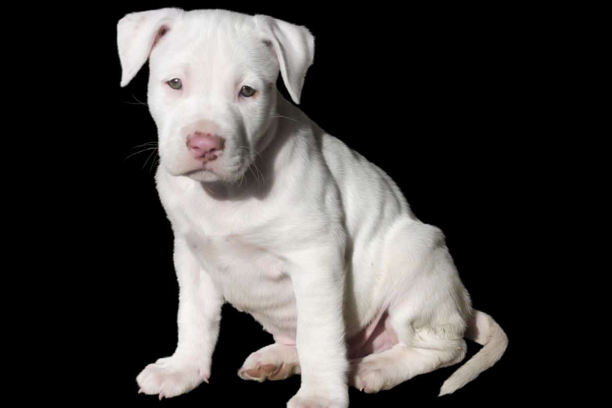 White pitbull puppey