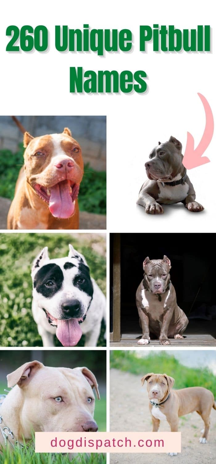 260 Most Popular Pitbull Names In 2022 Dog Dispatch   Pitbull Names P4 