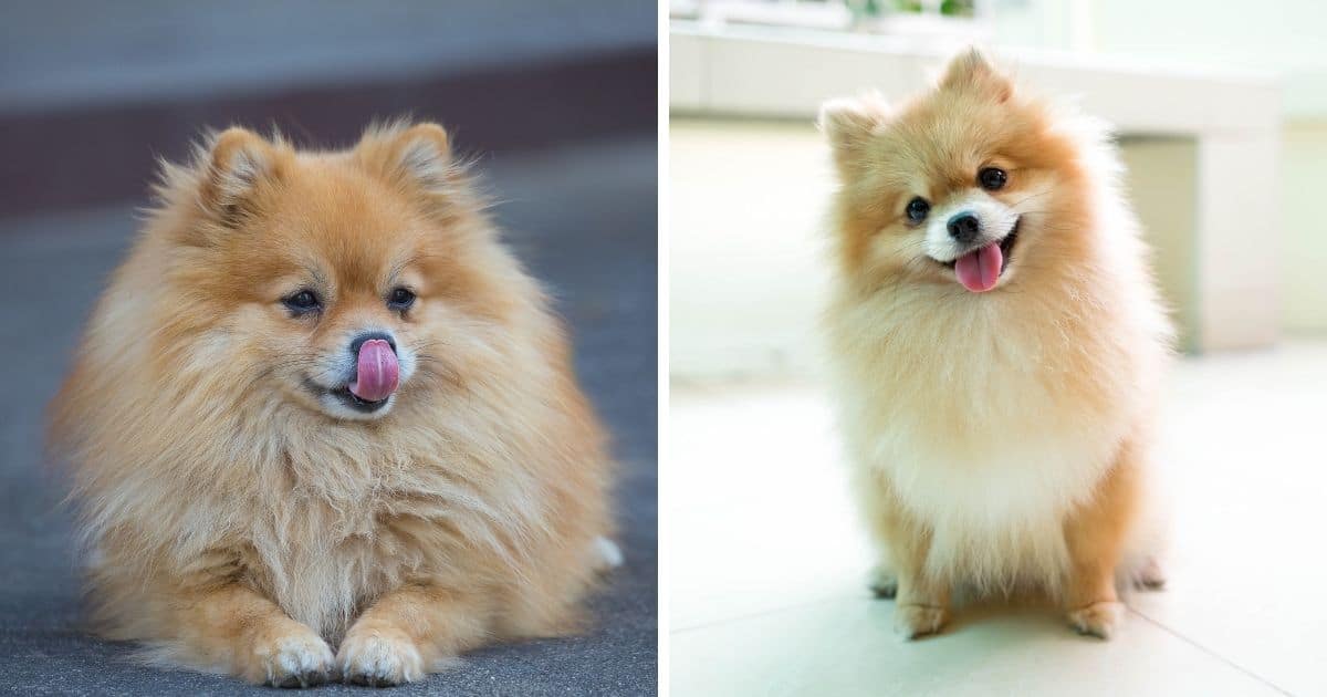 333 Best Pomeranian Names (Categorized) - Dog Dispatch