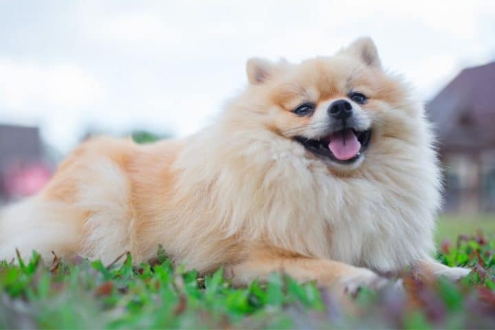 333 Best Pomeranian Names (Categorized) - Dog Dispatch