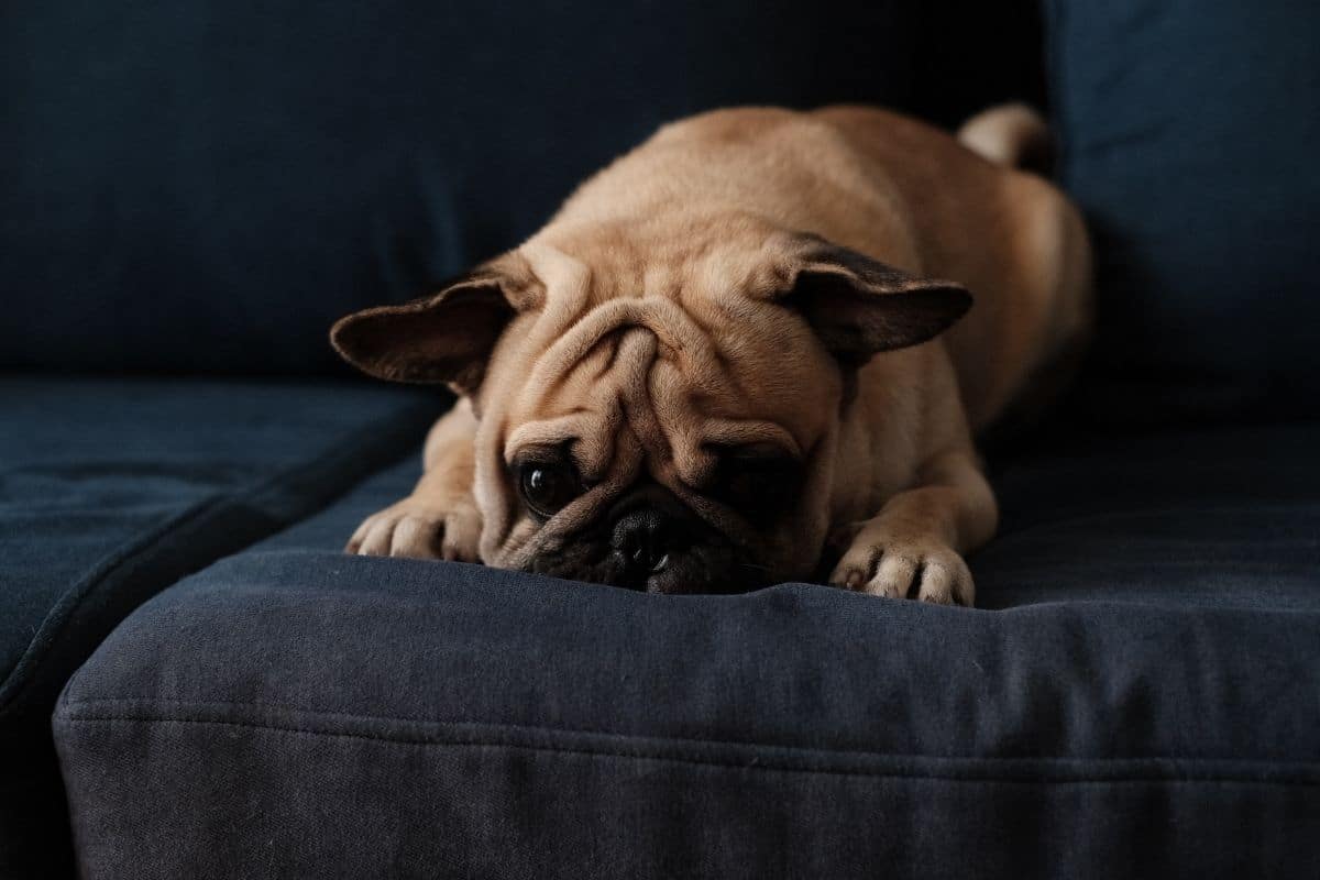 Brown Pug on black sofa