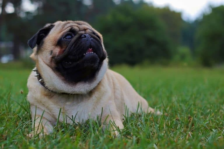 1000 Best Pug Names (Updated 2022) - Dog Dispatch