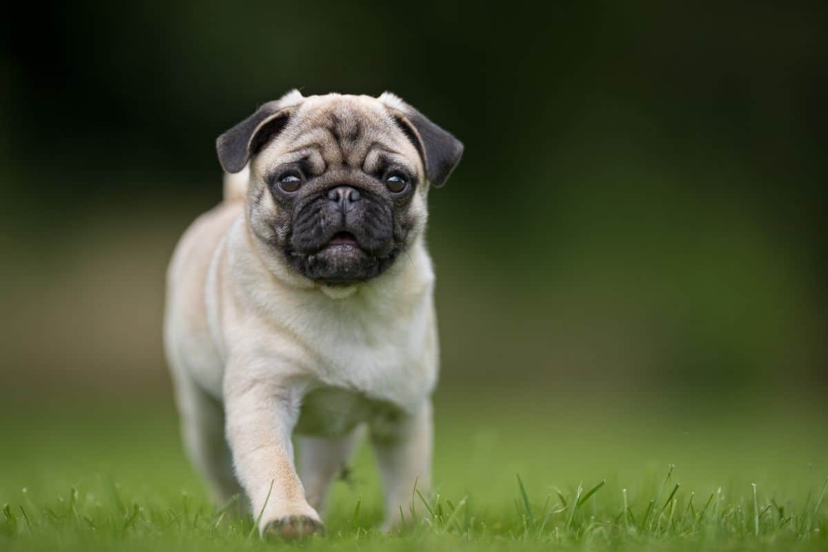 Male Pug in grass