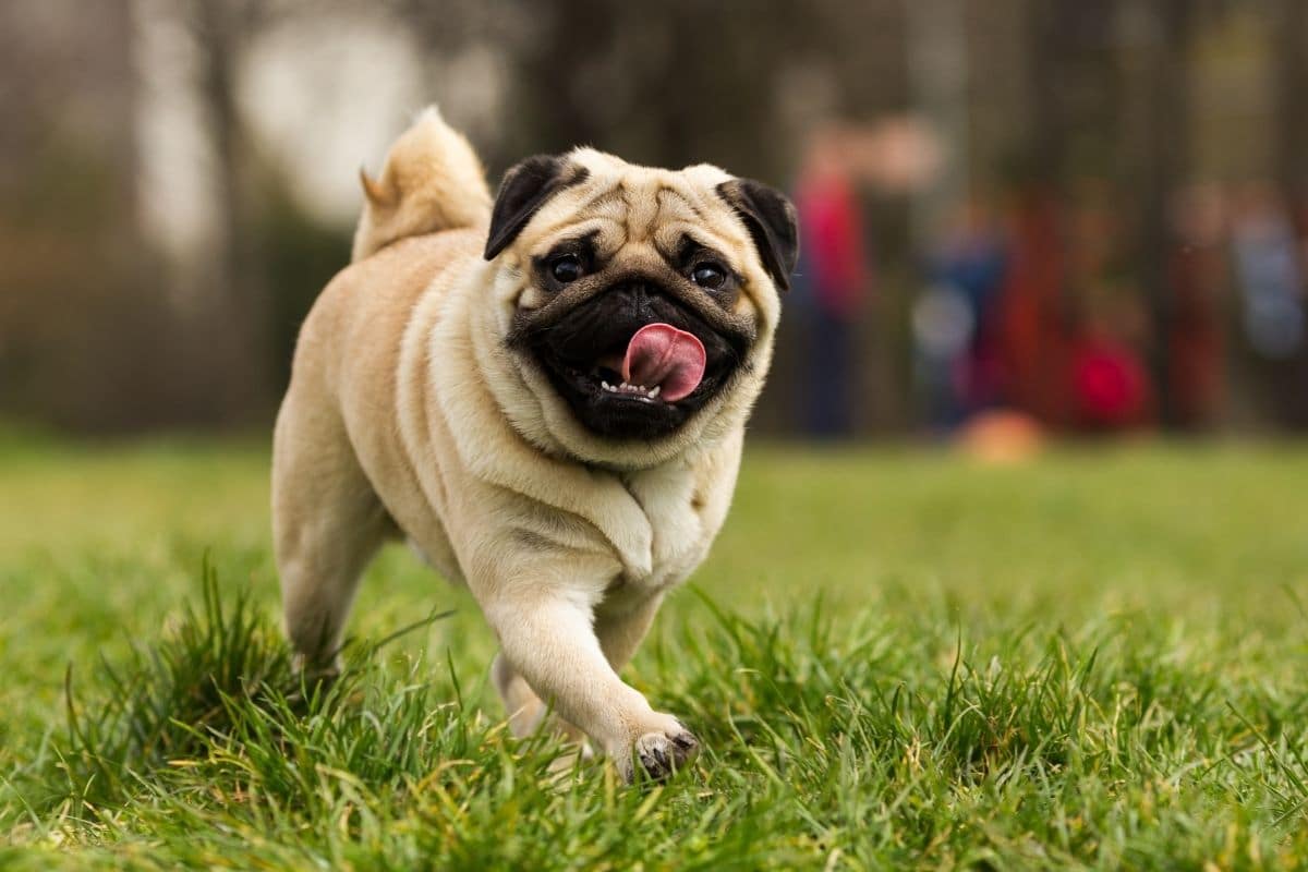 Pug running on grass