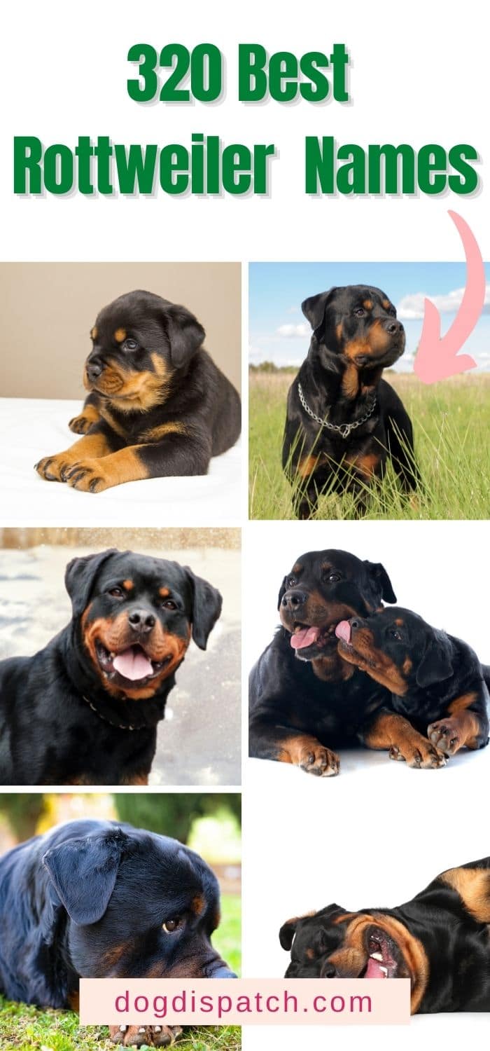 320 Best Rottweiler Names Updated 2022 Dog Dispatch   Rottweiler Name P4 