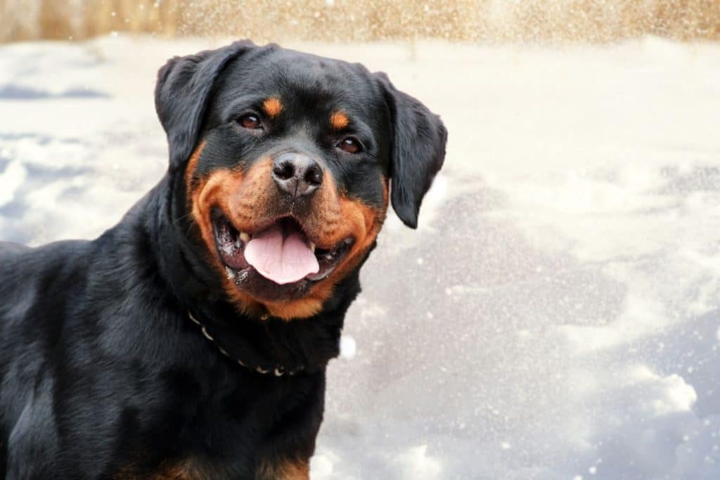 320 Best Rottweiler Names Updated 2022 Dog Dispatch   Rottwieler Names 1 1024x683 