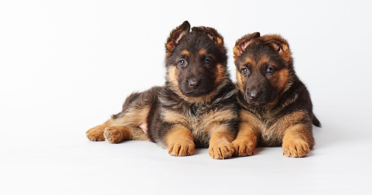 German sherpherd puppies