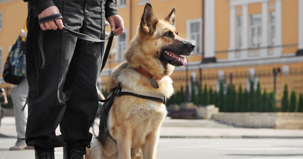 German shepherd police