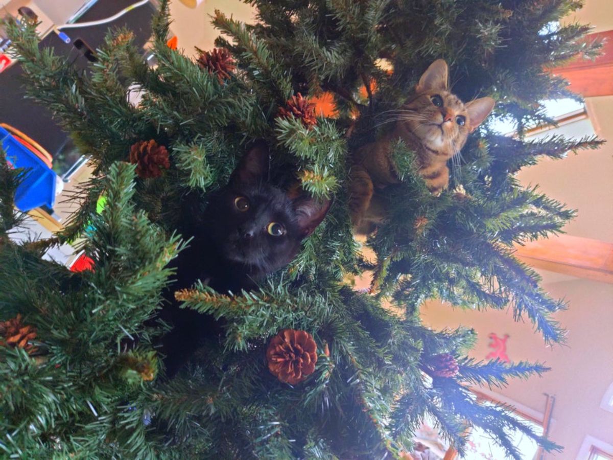 a black cat and a brown tabby cat are sitting in a christmas tree