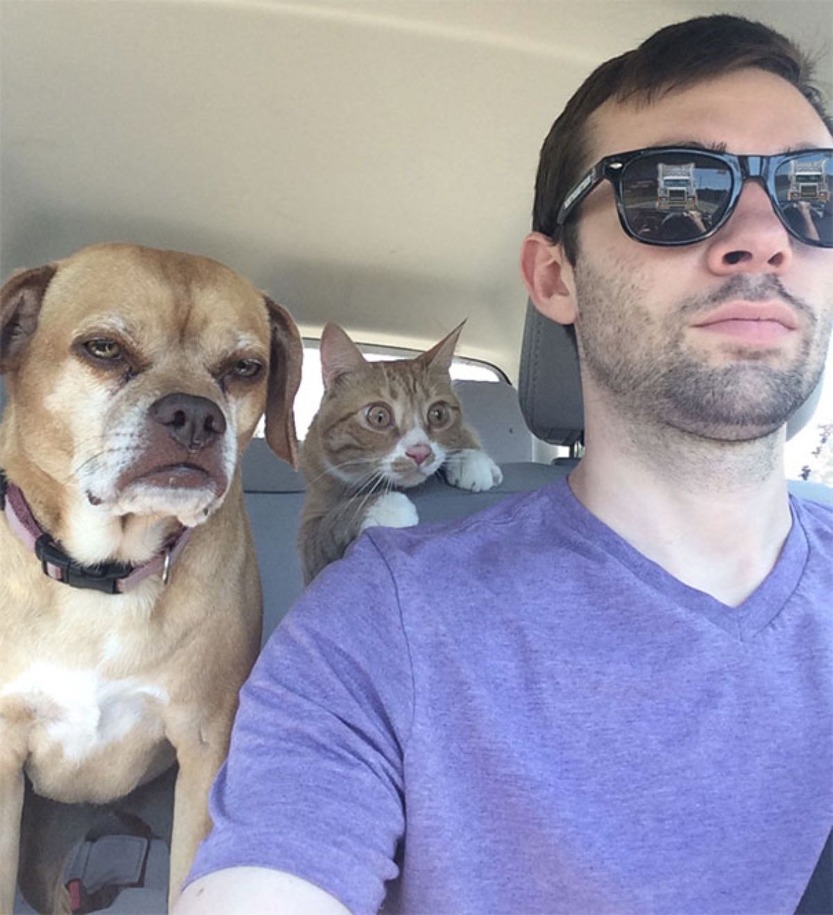 a brown dog and an orange cat looking forward from behind a man in a purple shirt and black sunglasses in a car