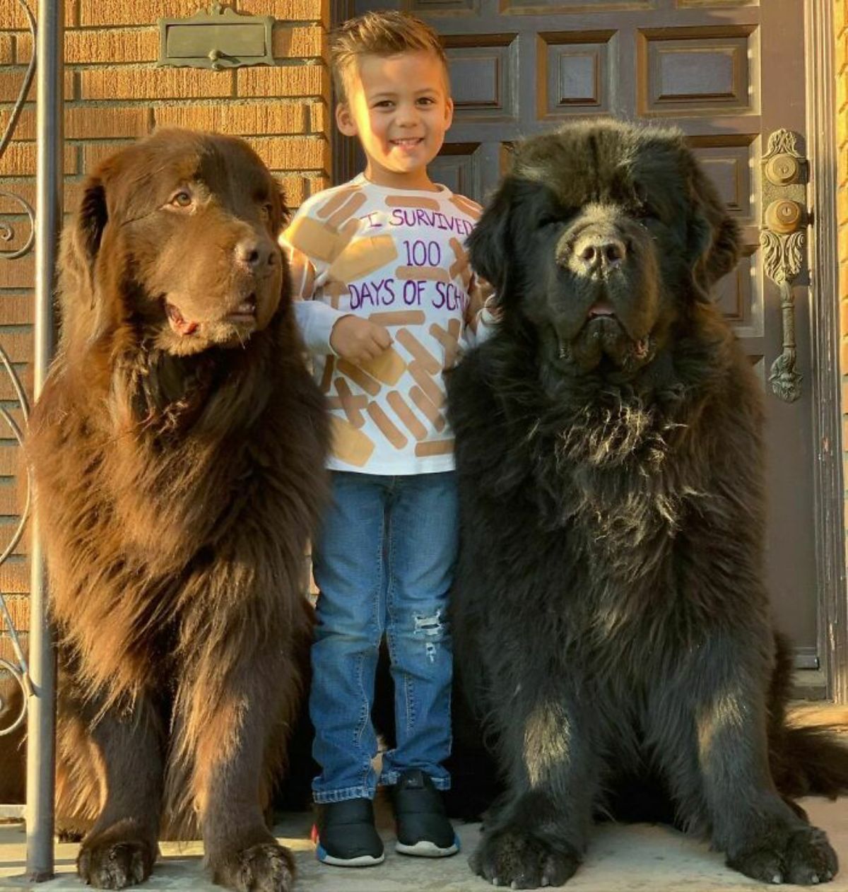 a brown newfoundland and a black newfoundland sitting on either side of a standing little boy