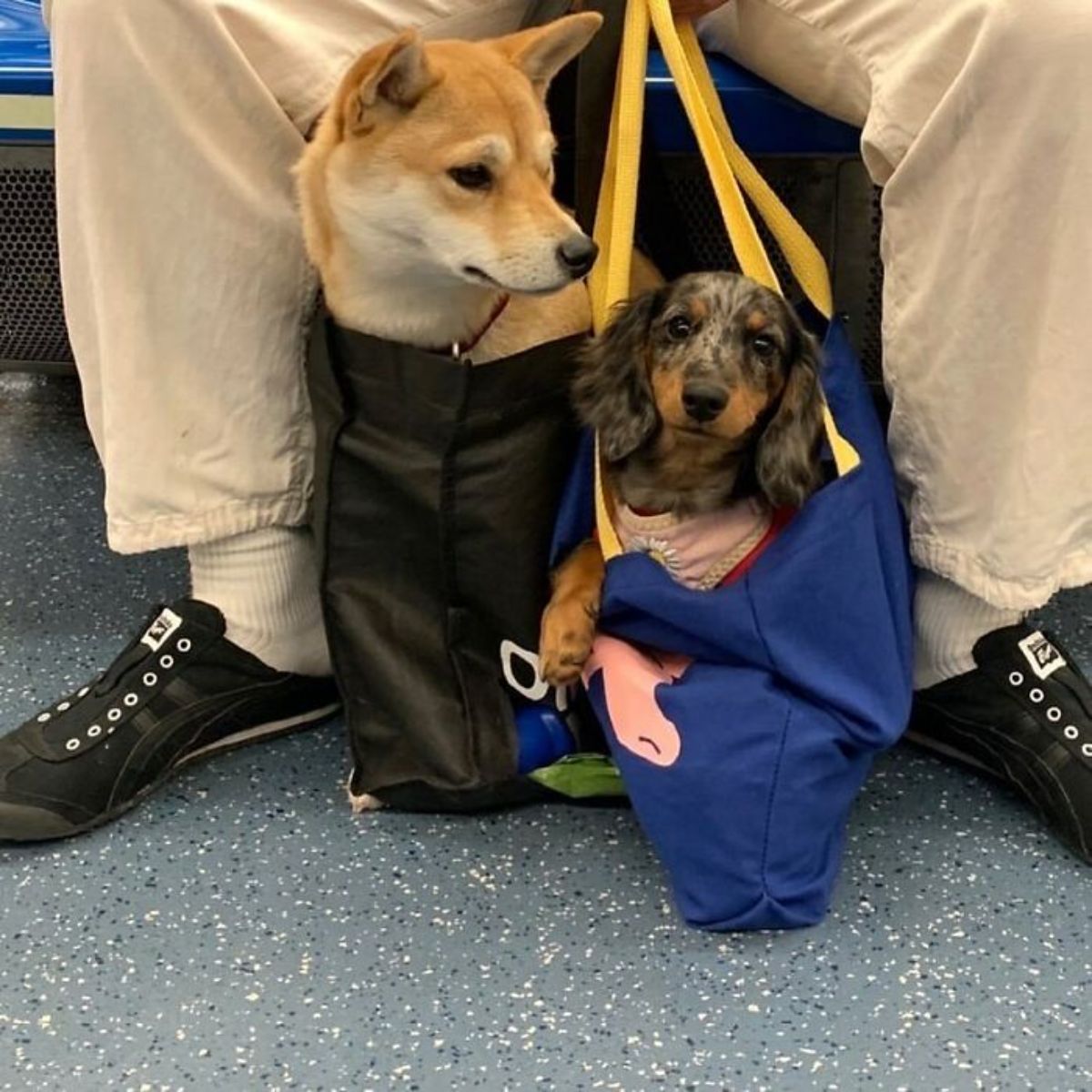 a brown shiba inu in a black tote and a fluffy black and brown dachshund in a blue tote on the floor between a person's feet