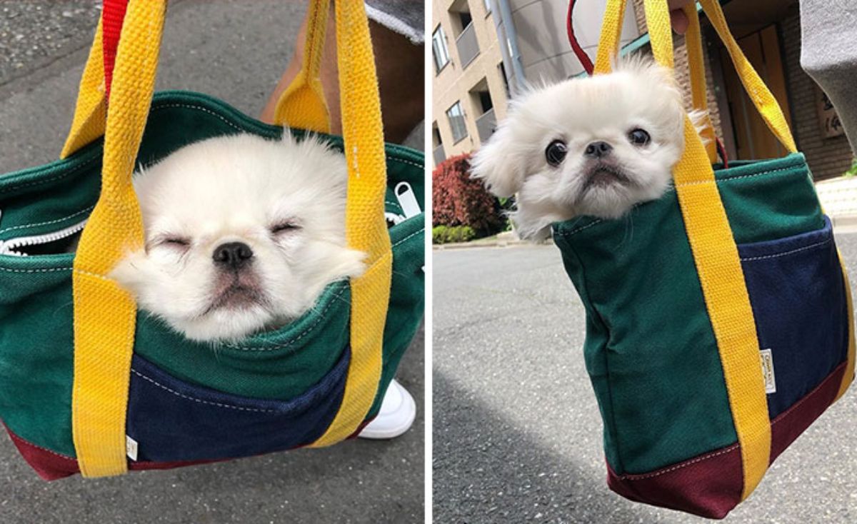 a fluffy white dog in a green blue red and yellow bag with its head sticking out