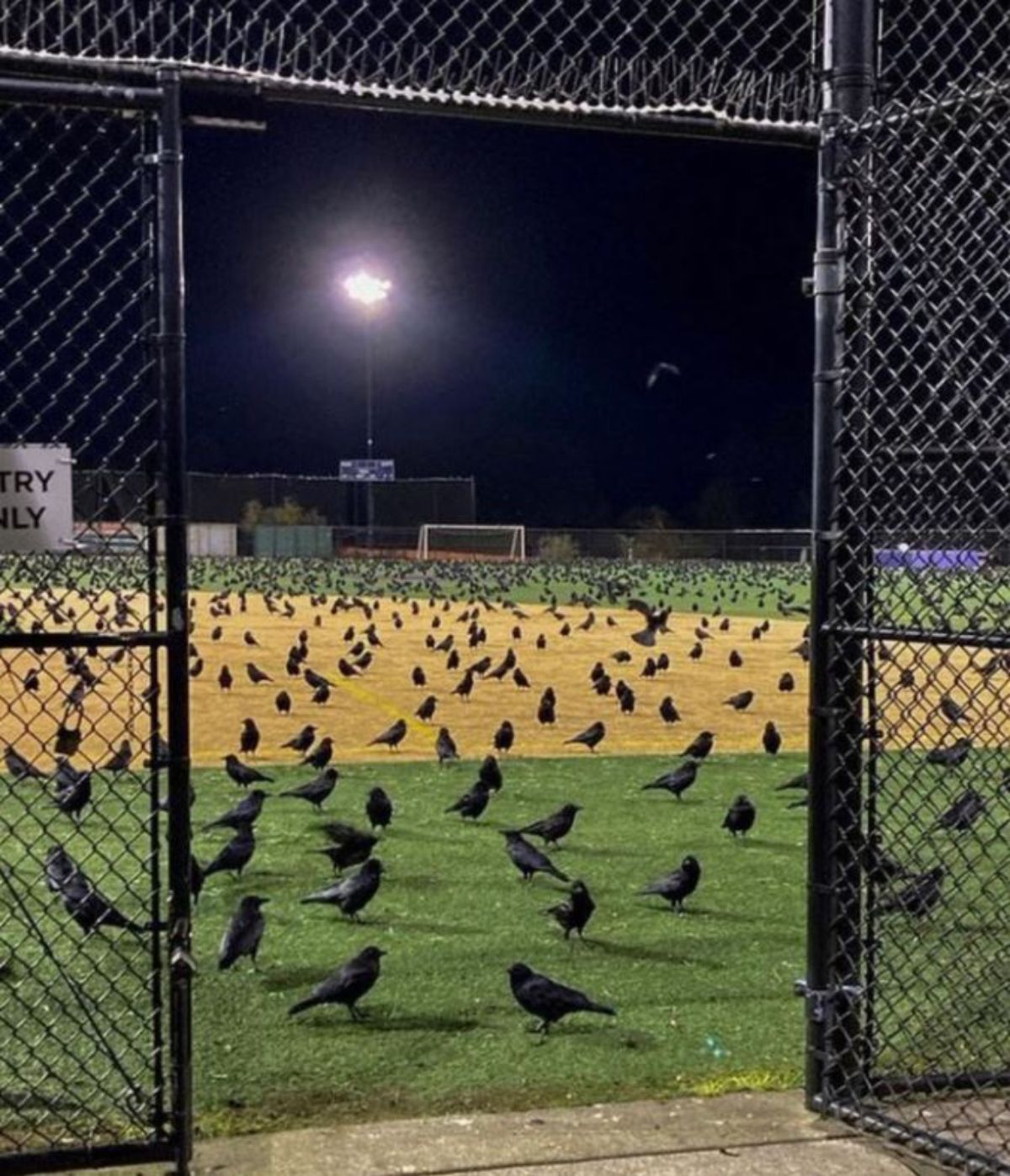 a large gathering of crows in a sports field