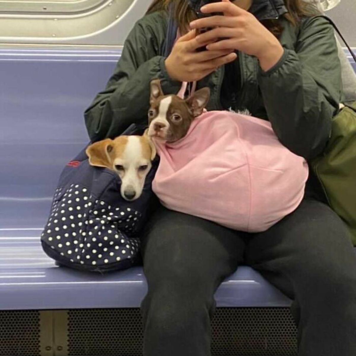 a light brown and white dog in a blue and white polka dotted bag and a dark brown and white dog in a pink bag with their heads sticking out