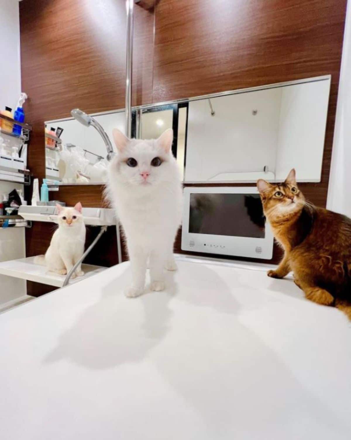 a white cat sitting on a white shelf and another white cat and a brown cat sitting on a white counter