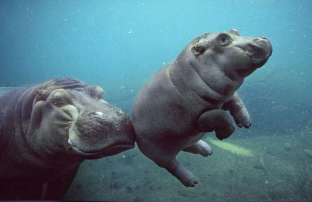 adult hippopotamus under water with a baby hippopotamus' back touching the adult one's nose