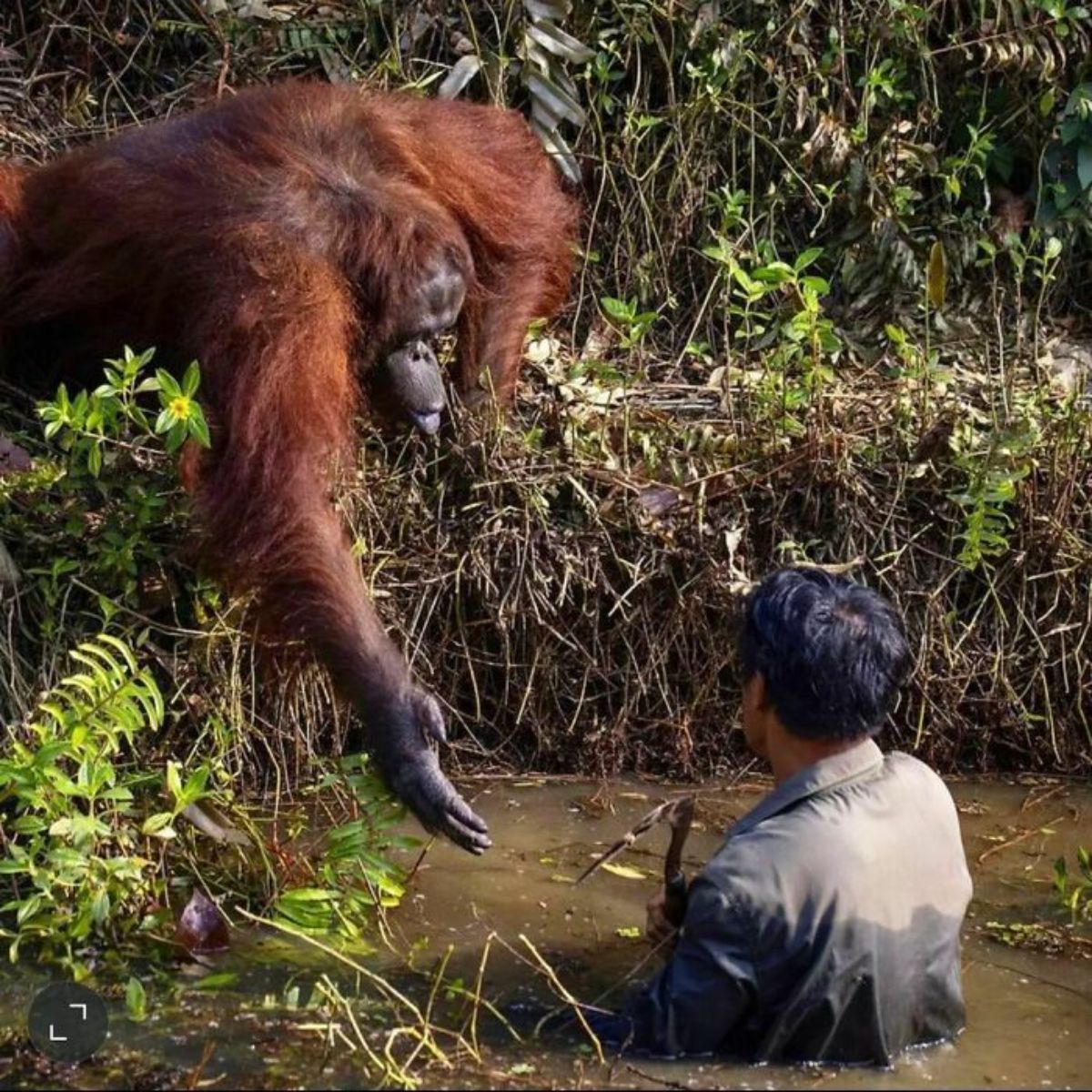 adult orangutan leaning down and holding a hand out to a man chest-deep in water