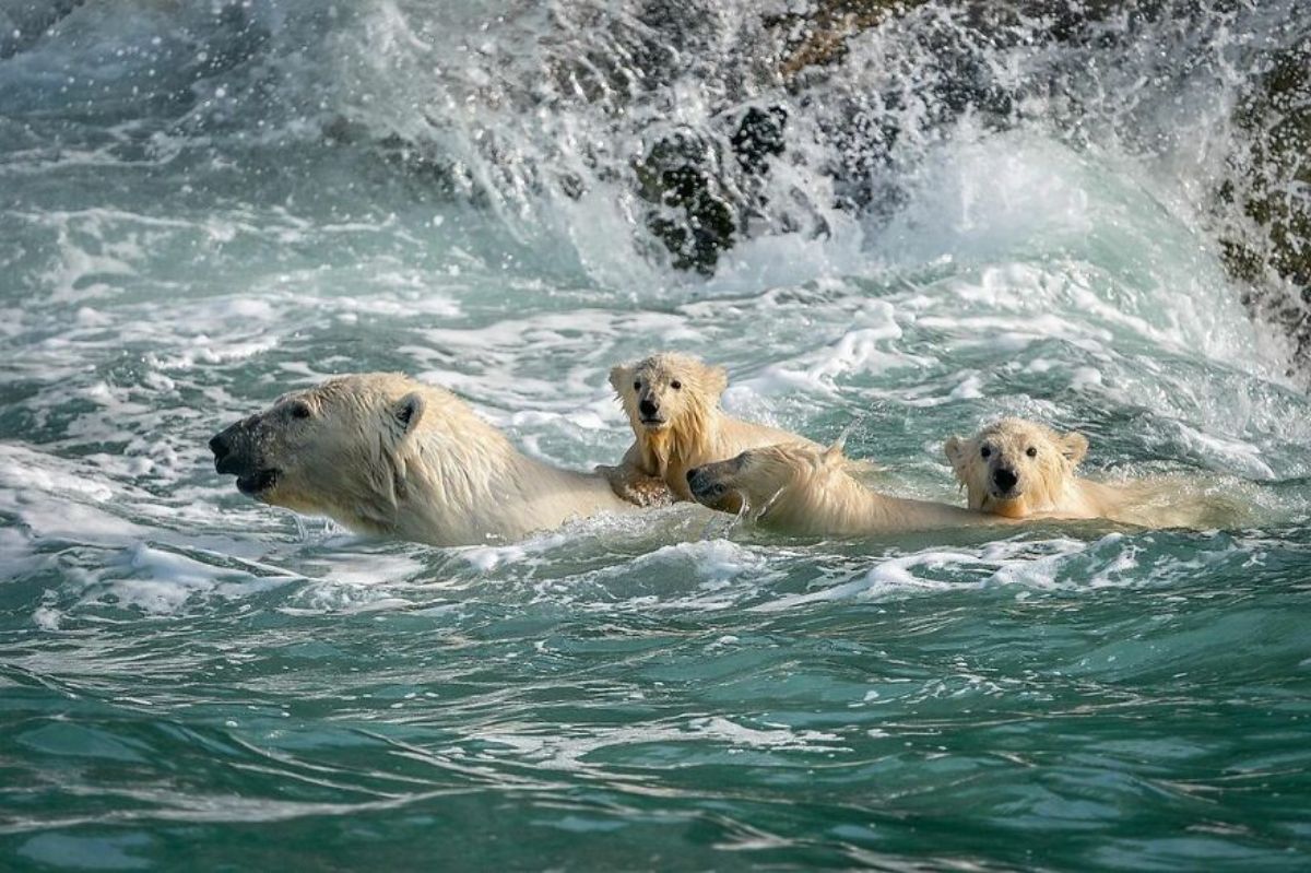 adult polar bear with 3 polar bear cubs swimming in water
