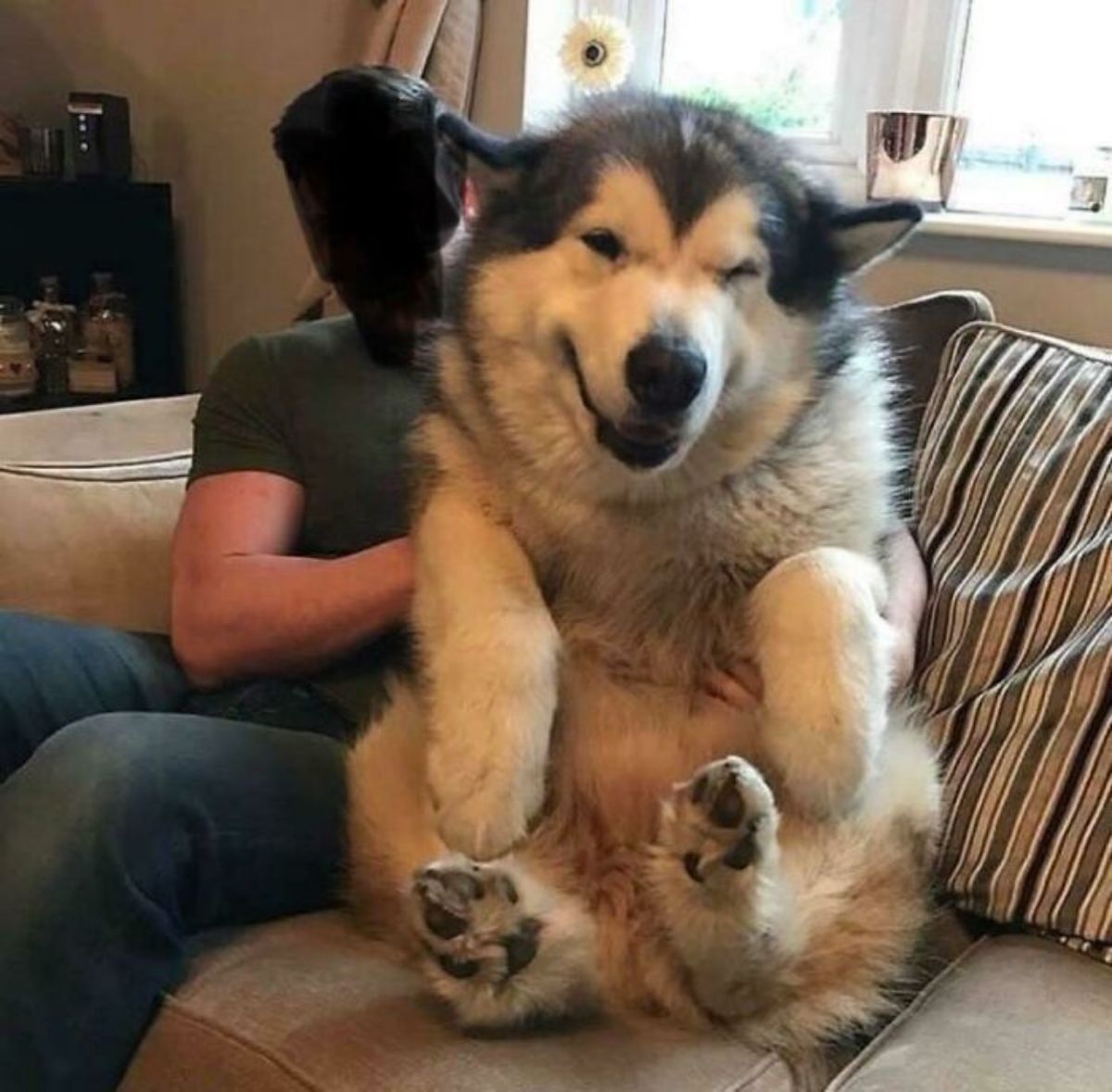 alaskan malamute sitting on a brown couch with a man and getting cuddled