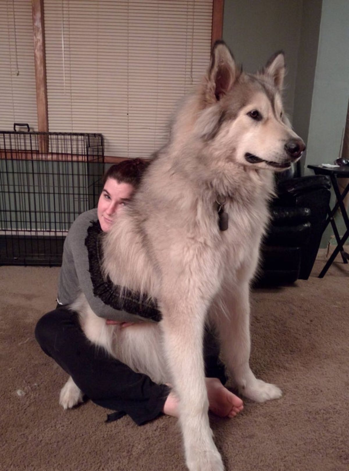 alaskan malamute sitting on the floor being hugged by a woman sitting on the floor
