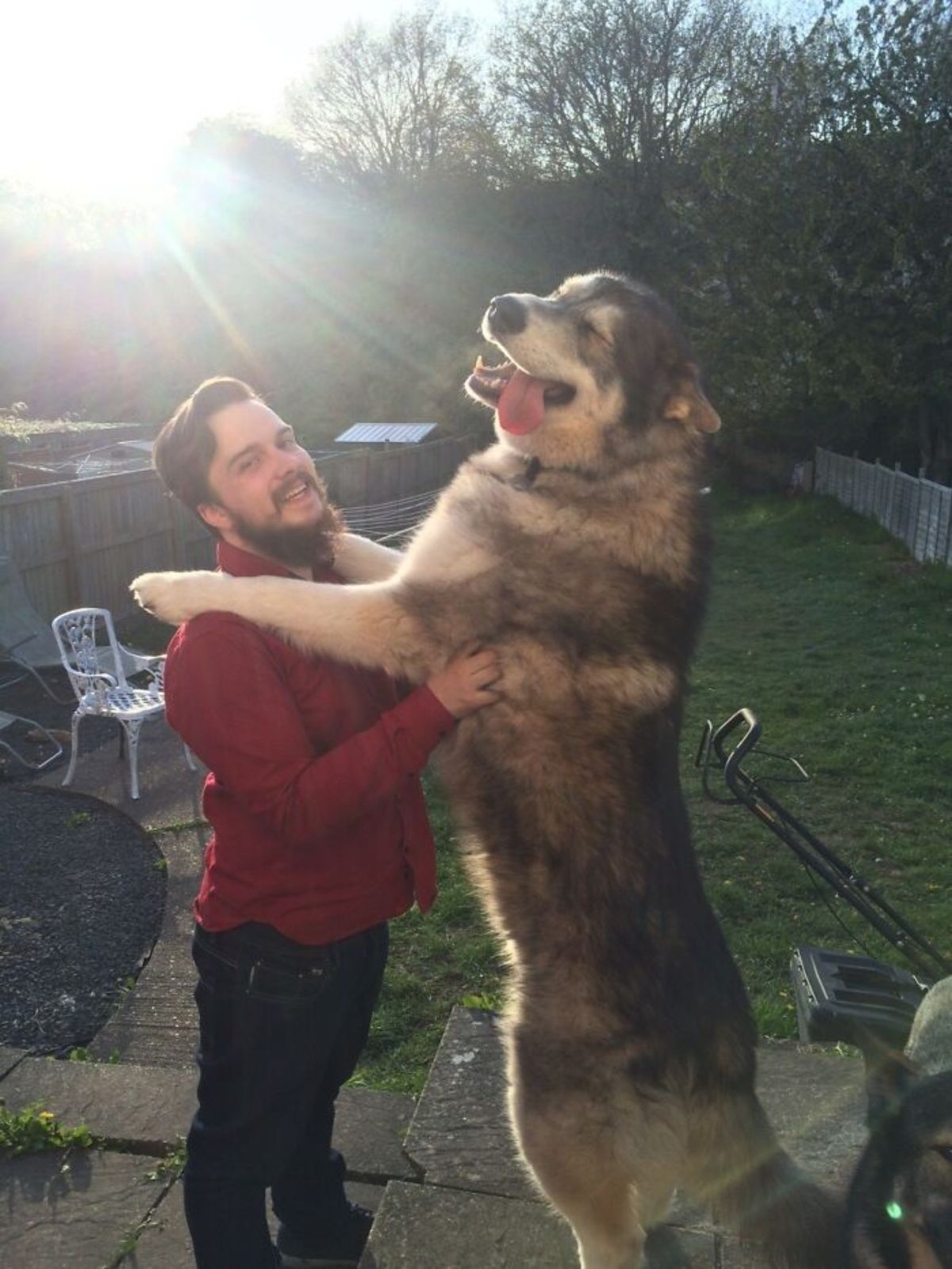 alaskan malamute standing on hind legs with the front legs resting on a man's shoulder