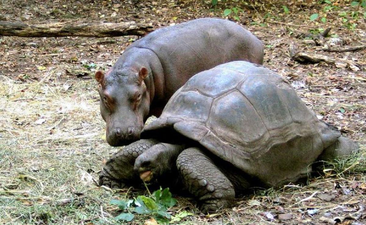 baby hippopotamus next to a large tortoise