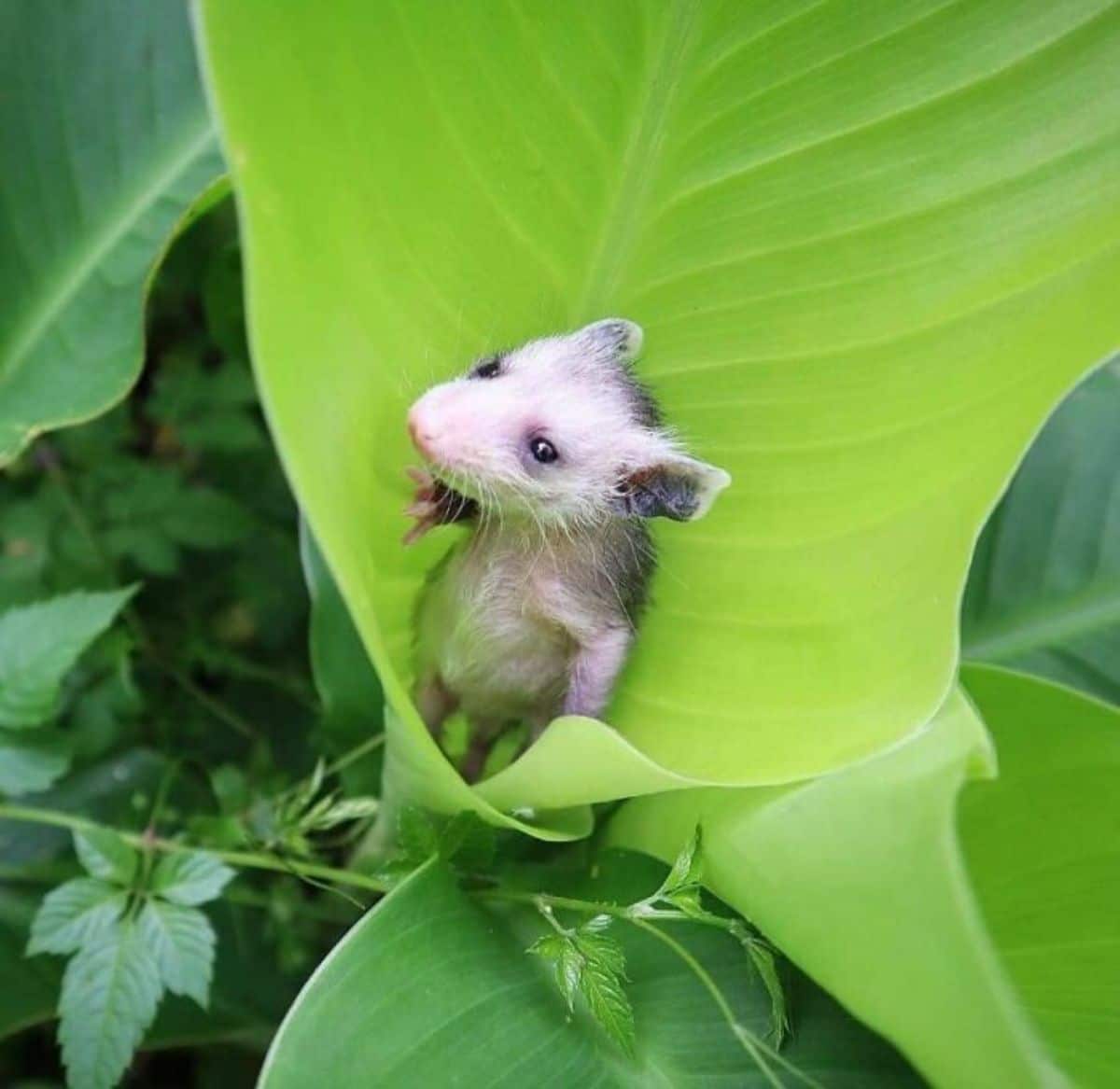 baby opossum standing in a large leaf
