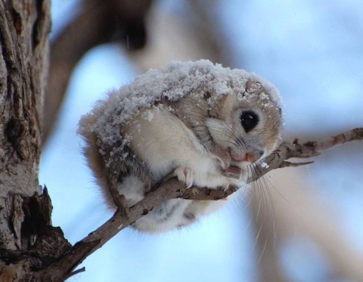 baby rabbit on a small branch and being covered in snow