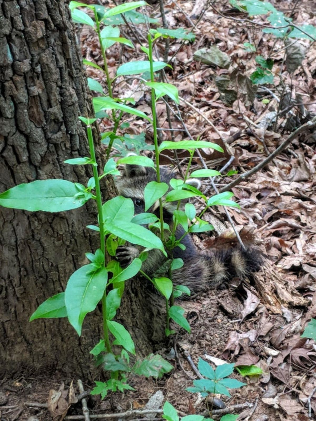 baby raccoon hiding behind a small plant while hugging a tree trunk