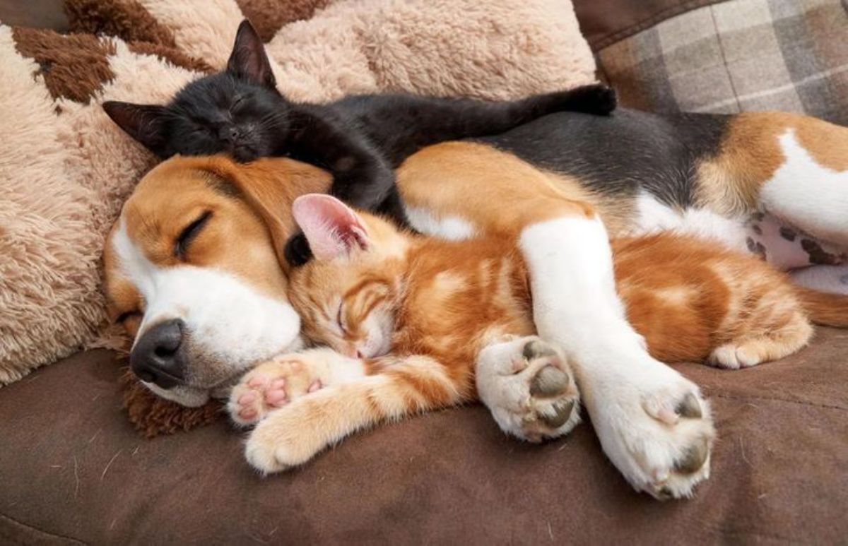 beagle sleeping cuddled up with an orange kitten and black kitten on either side
