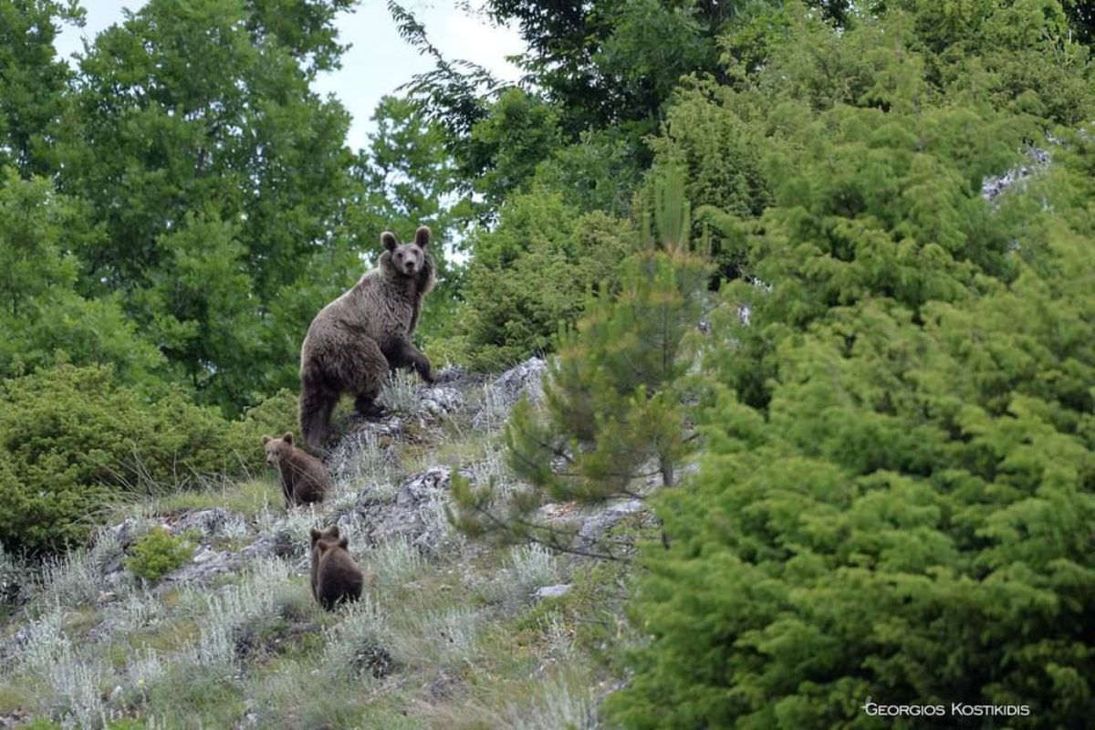 bear and 3 bear cubs on a rocky hill