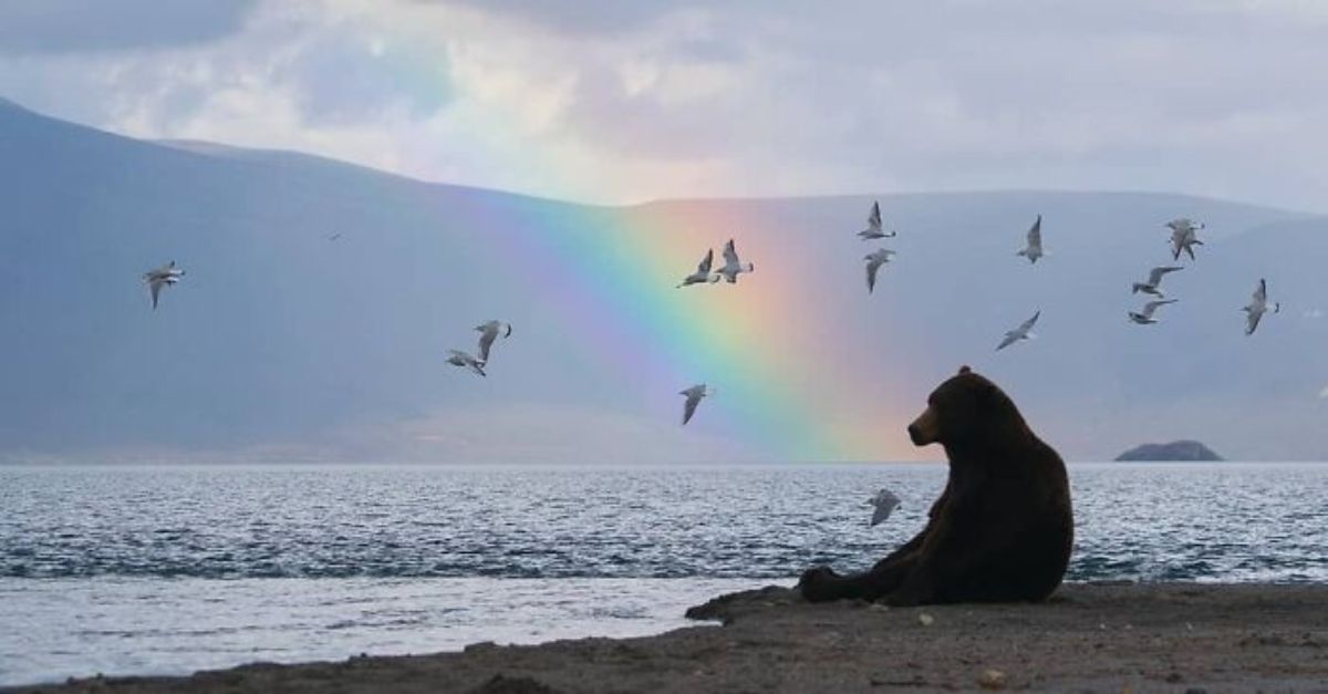 bear relaxing by a lake with a rainbow and birds flying
