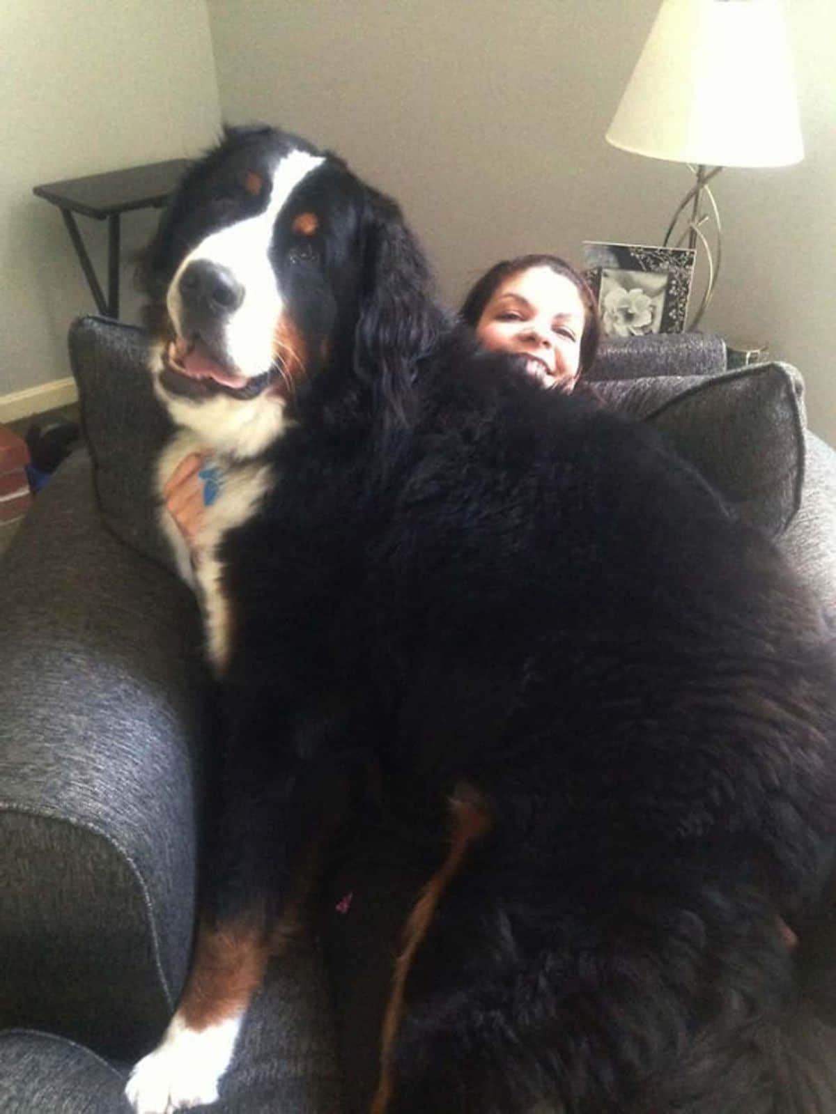 bernese mountain dog sitting on a woman sitting on a black couch