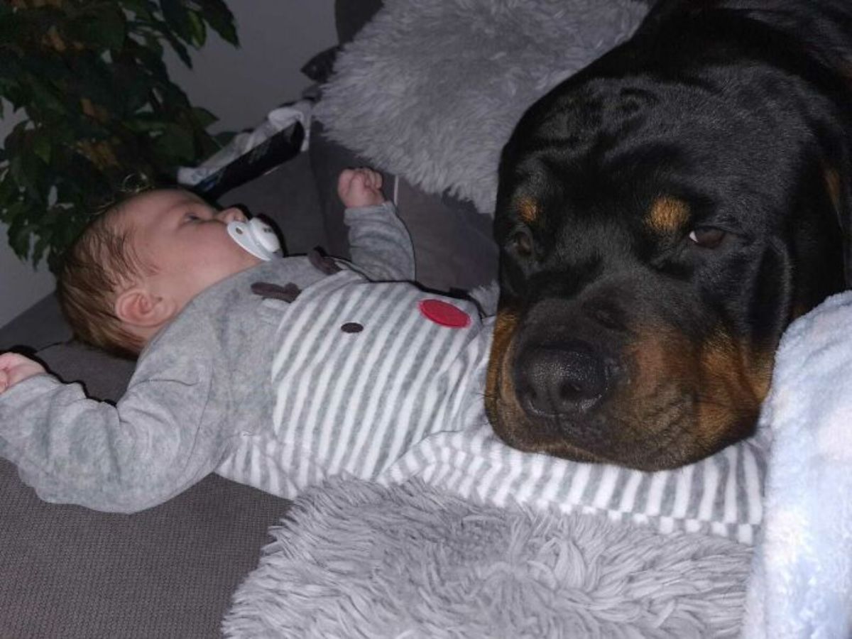 black and brown dog head on a baby laying on a bed